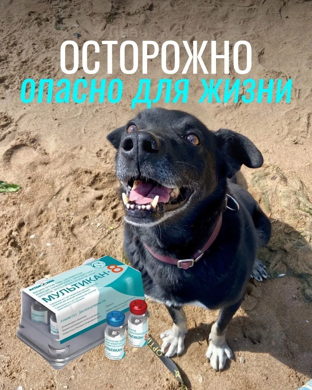 Владельцы сообщают о тяжёлых реакциях после прививок: судороги, рвота с кровью, высокая температура и отёки; часть животных погибла. Партия вакцины была изъята для проверки, причинная связь пока не подтверждена.