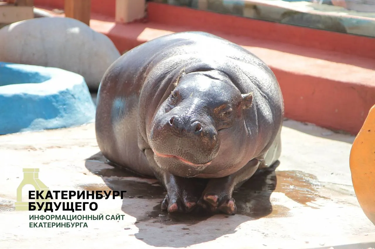 По мобилизационным планам муниципалитеты обязаны без торгов и оплаты предоставлять здания, находящиеся в ведении министерства культуры. В перечне названы Парк Маяковского, Екатеринбургский зоопарк и театр кукол; положение распространяется по всей стране.