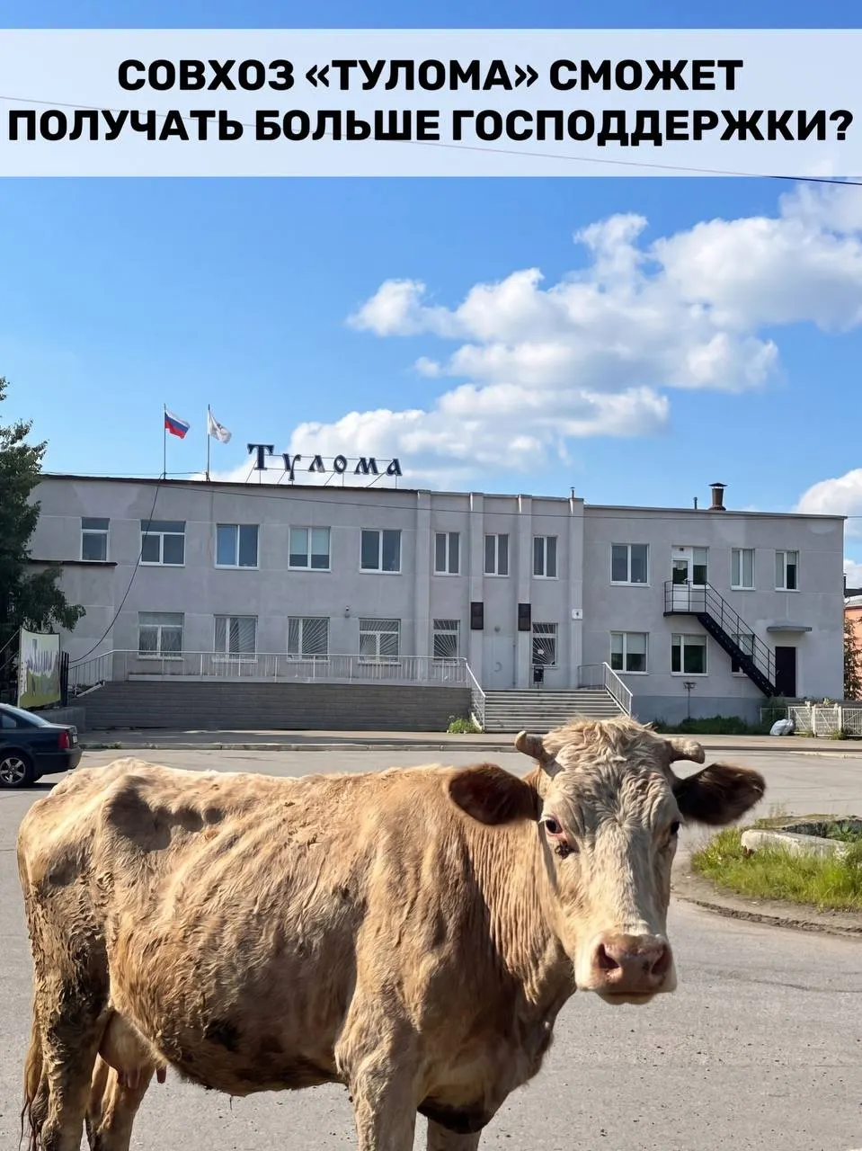 Правила субсидирования молочного животноводства изменили: теперь помощь федерального уровня доступна и хозяйствам с долей государства или муниципалитета более 25%. В Мурманской области это может помочь, но в совхозе «Тулома» сохраняются проблемы — нехватка кормов, долги и риск потерь поголовья.