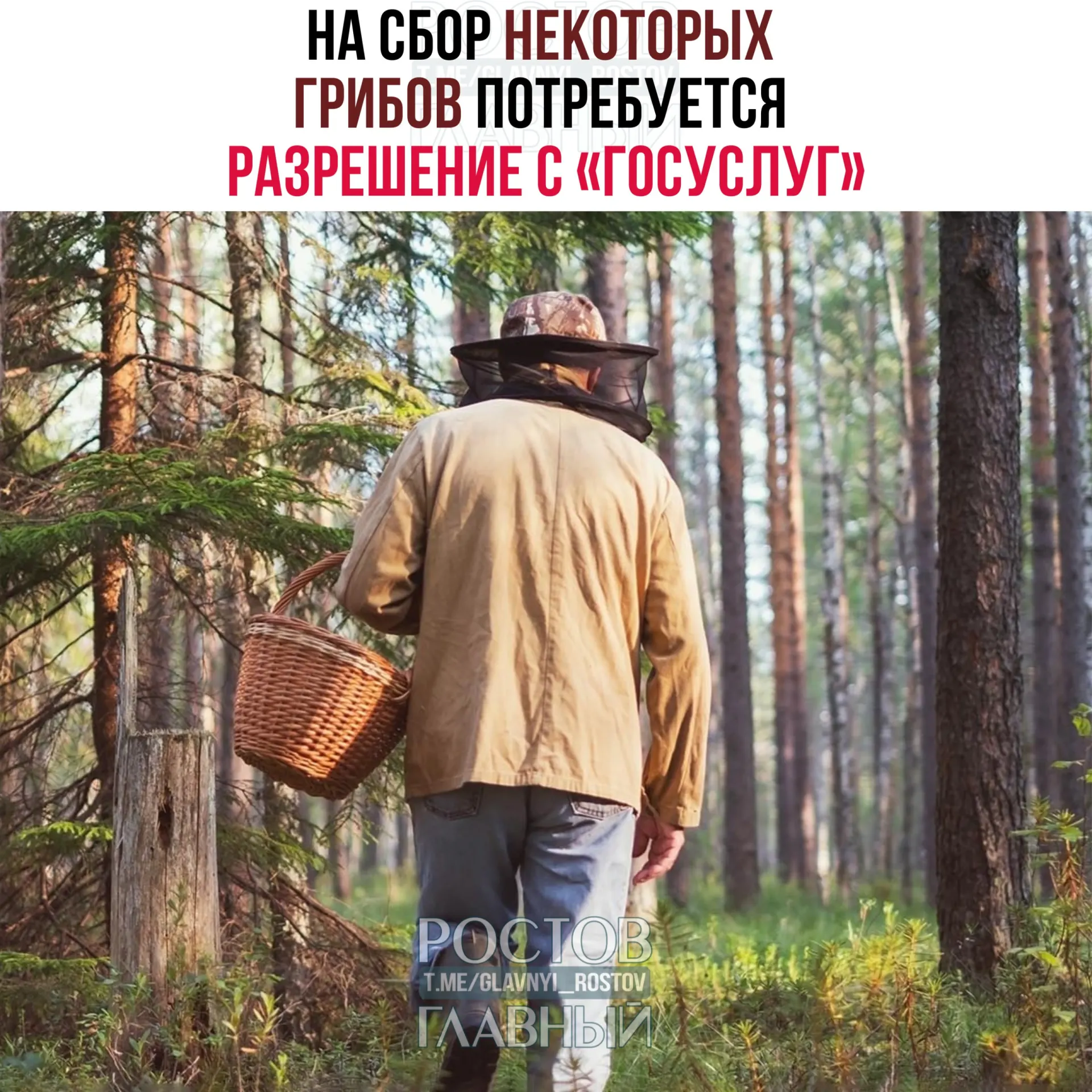 С 1 сентября 2027 года для сбора ряда редких грибов потребуется разрешение через портал «Госуслуги»: заявки будут рассматривать до 15 дней, за сбор краснокнижных видов без разрешения грозит уголовная ответственность.